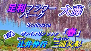 足利フラワーパーク『大藤』with. ヴァイオリンソナタ『春』(ベートーヴェン) ピアノ：辻井伸行＊ヴァイオリン：三浦文彰
