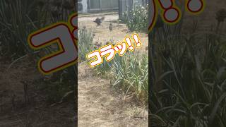 カラスにやられました #農業 #家庭菜園