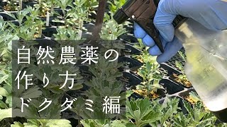 【DIY】自然農薬の作り方〜ドクダミ編〜
