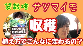 【紅はるか収穫】土から出てきた芋太郎達。みんな見てやって下さい。 ＃27しばみゆアットランダム #紅はるか #袋栽培 #サツマイモ #大きさの違い