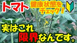 【家庭菜園】このトマトどこをどうみればいい？トマトの健康状態はここをチェックすればすぐわかります！
