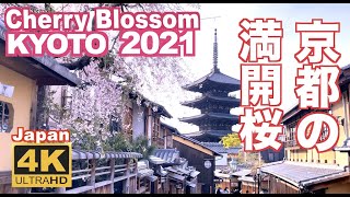 4K Japan Kyoto Cherry Blossom(sakura) 2021 京都の桜 満開 花見 京都観光 旅行 案内 清水寺 嵐山 醍醐寺 二条城 鴨川 東山 背割堤 木屋町 日本の桜