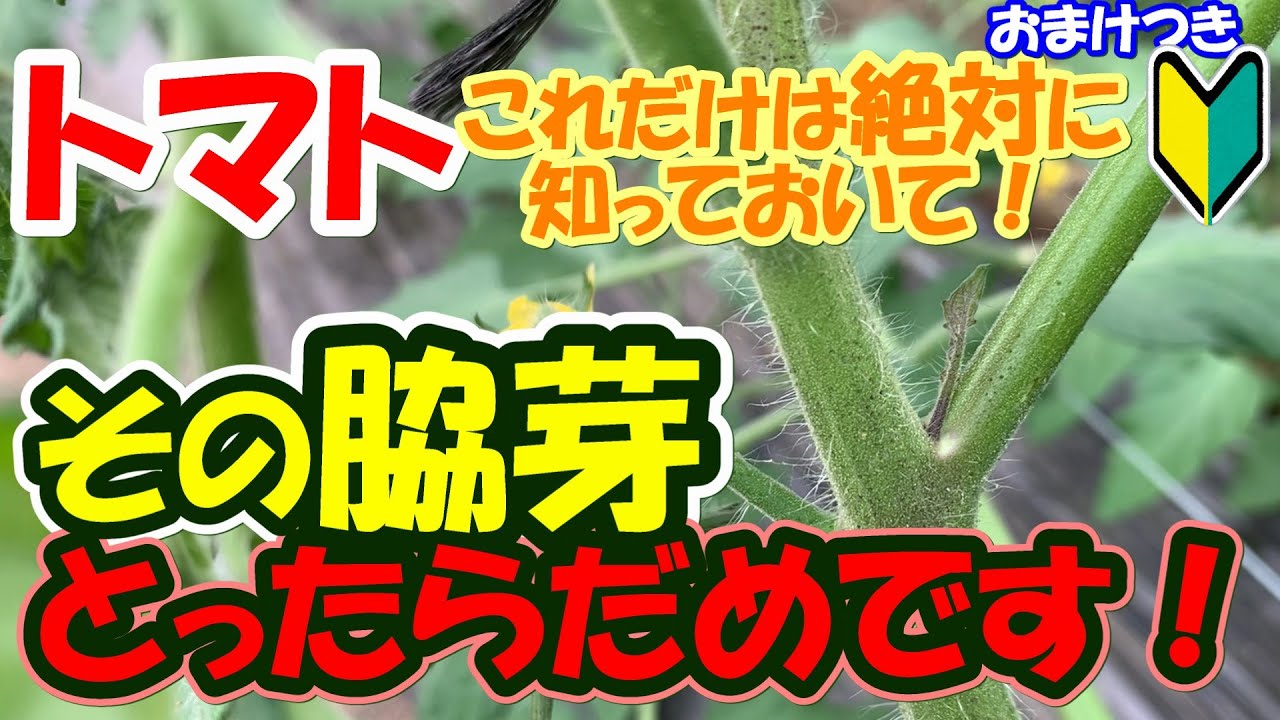 サムネ