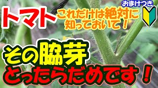 【家庭菜園】これだけは必ず知っておいてください。脇芽とりで今後のトマトの成長が大きく変わります【トマト】【初心者】