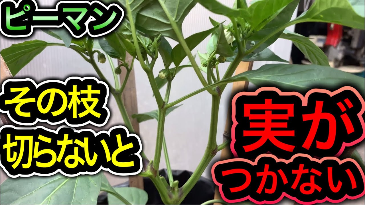サムネ