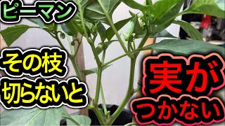 ピーマンコレすれば1株200個収穫!超重要な脇芽かきと摘芯を図解で徹底解説!長くたくさん採れる無限ピーマンの仕立て方、整枝の時期とタイミング。米不足・物価高騰でもお金のかからない野菜の育て方、栽培方法