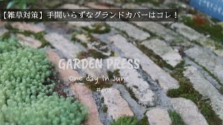 【雑草対策】手間いらずなグランドカバーはコレ！|ガーデニング|庭のある暮らし|vlog|ガーデニング初心者｜ほったらかし