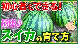 初心者でもあま～いスイカを育てる最強の秘訣♪失敗しないプランター・畑栽培【小玉スイカでも大きな実をつけるコツ】