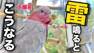 突然の雷にテンション上がっておしゃべりが止まらない鳥達がこちらですww【モモイロインコ】