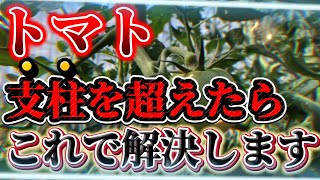 【トマト】支柱を超えた時の選択肢は4つあります！！収穫量を増やすならこれやって！