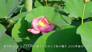おでかけ散策Vol.8 梅雨の花めぐり   4K