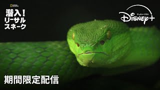 【期間限定フル公開】ナショナル ジオグラフィック『潜入!リーサル・スネーク』「スネークス・オブ・ザ・パシフィック」(声:大塚 明夫)|Disney+ (ディズニープラス)