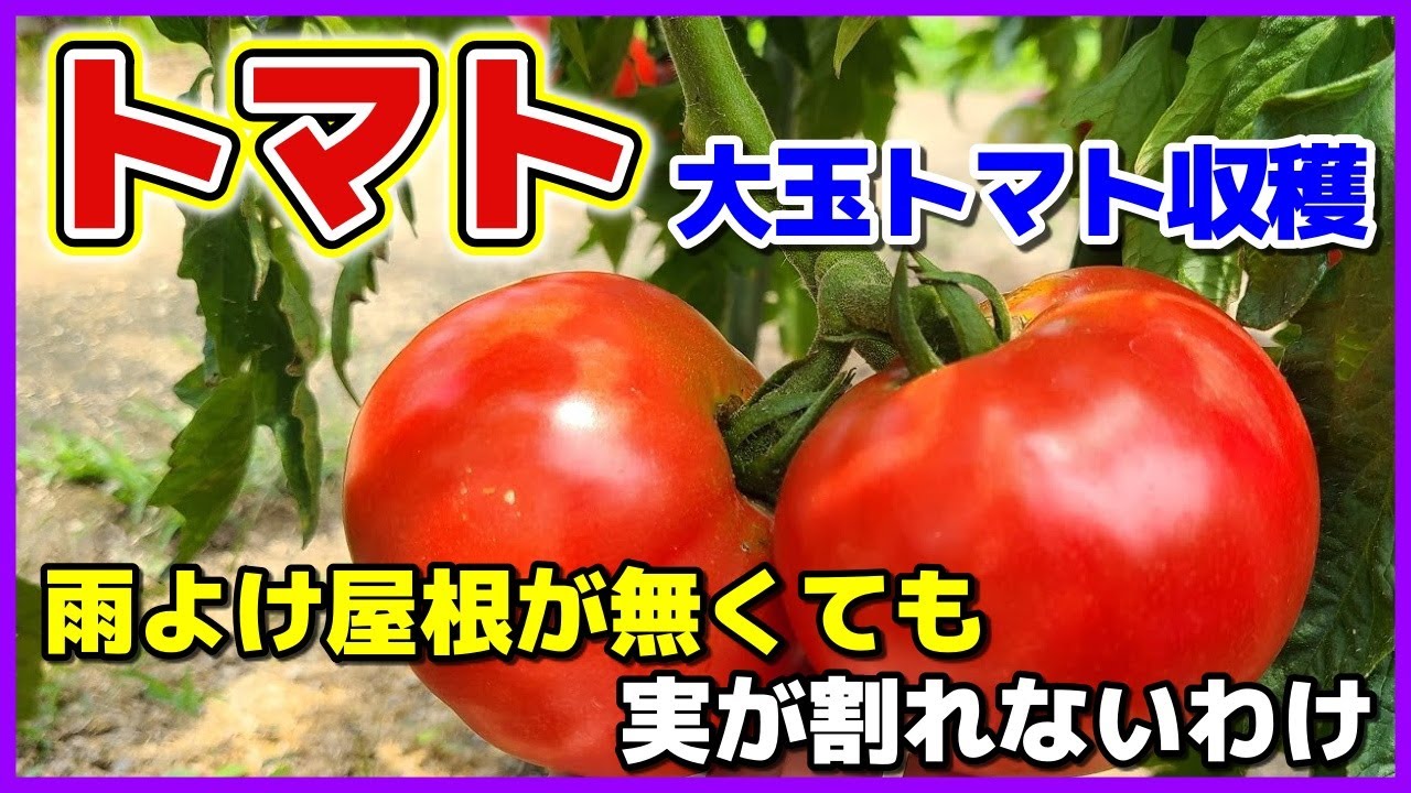 サムネ