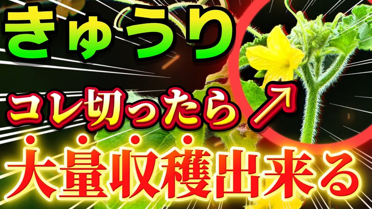 サムネ