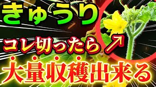 【きゅうり】コレを切る事で大量に収穫出来る！親づるの摘芯した後の子ヅル管理までご紹介します