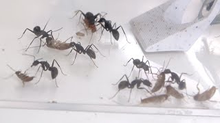 増えすぎたゴキブリをアリのエサにする
