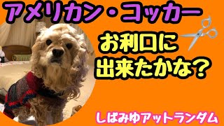 【自宅でトリミング】果たして可愛くなれたかな？