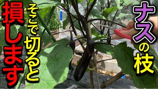 ナスこれすれば秋まで驚くほど無限に採れる！摘芯・切り戻しを図解で徹底解説！初心者にも分かりやすい整枝・剪定方法