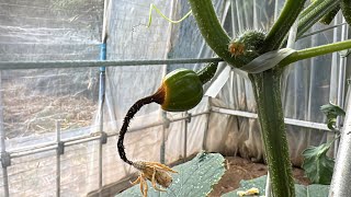 キュウリの水やりで失敗！枯れる病気に要注意【キュウリ栽培・育て方のコツ】25/6/28