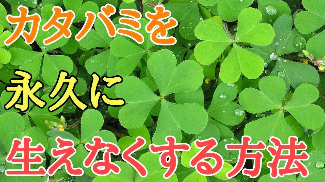 サムネ
