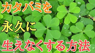 カタバミ駆除｜除草剤不要でカタバミを永久に生えなくする方法