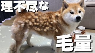 理不尽な毛が抜ける換毛期！その体のどこに大量の毛を隠し持ってた！