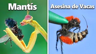 I Built Homes for Exotic Insects...
