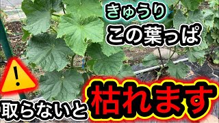 キュウリ1株200本採るために重要な親づる摘芯と下葉を切るタイミングを図解で分かりやすく徹底解説!初心者必見!葉っぱの簡単な切り方。葉かき(摘葉・剪定)で病気予防。子づる、孫づる摘芯の方法。