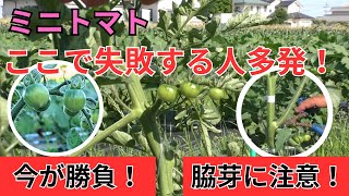 水をやらないと甘くなる!? ミニトマト都市伝説の真相（2025.6.16）