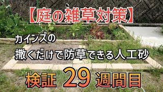 【庭の雑草対策】カインズの砂に生えたコケの生態が分かりました