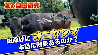 虫除けに「オニヤンマ」は効果あるのか調査しました