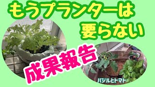 もうプランター要らない／経過報告】あれから野菜達はどうなった？成長過程で分かった事や、失敗から学んだ事をご報告します。しばみゆアットランダム＃12 #袋菜園 #経過 #トマト