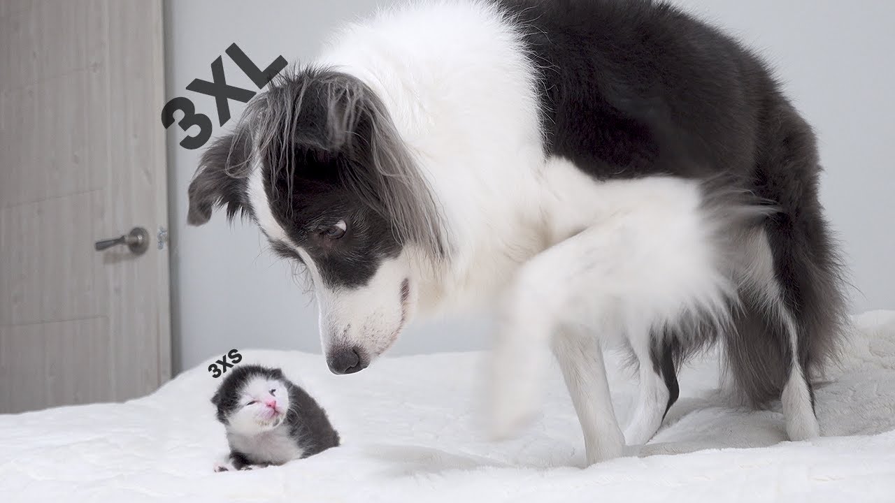 サムネ