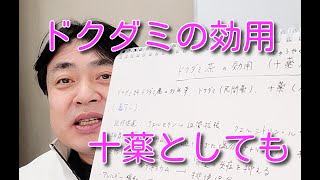 ドクダミ茶（十薬：じゅうやく）の効用について
