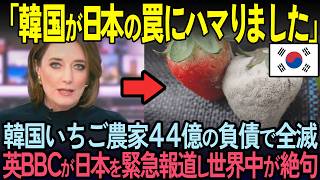 【海外の反応】韓国イチゴ農家が全滅…イギリス人が日本のイチゴ農家を取材した結果世界中が絶句