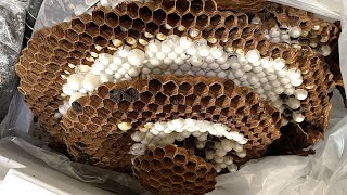 オオスズメバチの巨大な巣を滅ぼしてみた