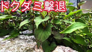 【プロが教える】ドクダミ草を簡単に撃退する方法☆