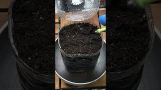 【ミニ人参】家庭菜園はペットボ1本分のスペースで楽しむ事が出来きる🌱