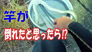 あれっ⁉　竿が倒れた......まさかの展開　【うなぎ釣り】