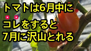 【トマト】６月中に必ずしておきたい作業を解説しています。実がなり始めて、赤く色付いて、葉っぱが茂ってきた時にどんなことをすれば良いのでしょうか。