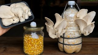 🍄市場で購入したキノコを栽培する方法