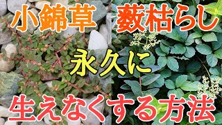 ヤブガラシ駆除とコニシキソウ駆除｜除草剤不要の雑草対策を紹介します。