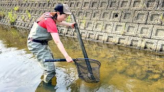 沈んでた「パイプ」をひっくり返すと…ウナギが大量に！？