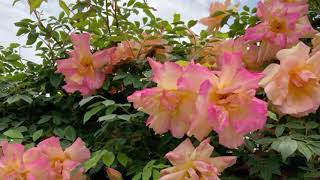 松田聖子さんcover 薔薇のように咲いて桜のように散って