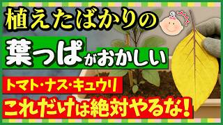 枯れる?!植えたばかりのトマト.ナス.キュウリの葉っぱに起こる異変と正しい対処法 【初心者・プランター家庭菜園】