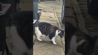 【#猫動画】でぶ猫！