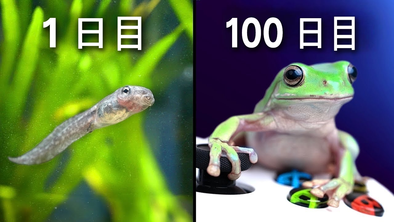 サムネ