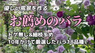【育てやすいオススメのバラ】【半日陰OKのつるバラ】や【病気に強い品種】【細枝でトゲ無しのバラ】など18品種をご紹介します