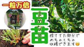 【100円の豆苗で絹さや食べ放題】もう、お願いだから植えてみて‼️エンドレスで増やせます #豆苗 #初心者 #絹さや #リボベジ
