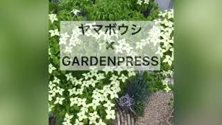 ヤマボウシをお庭のメインツリーに｜手間いらずの庭【GARDEN PRESS】